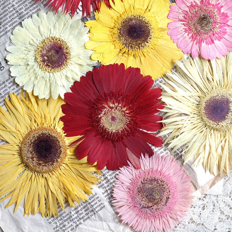 Resin Art Products - 1pcs/7-9cm,Pressed Gerbera Dried Flowers Sunshine Color