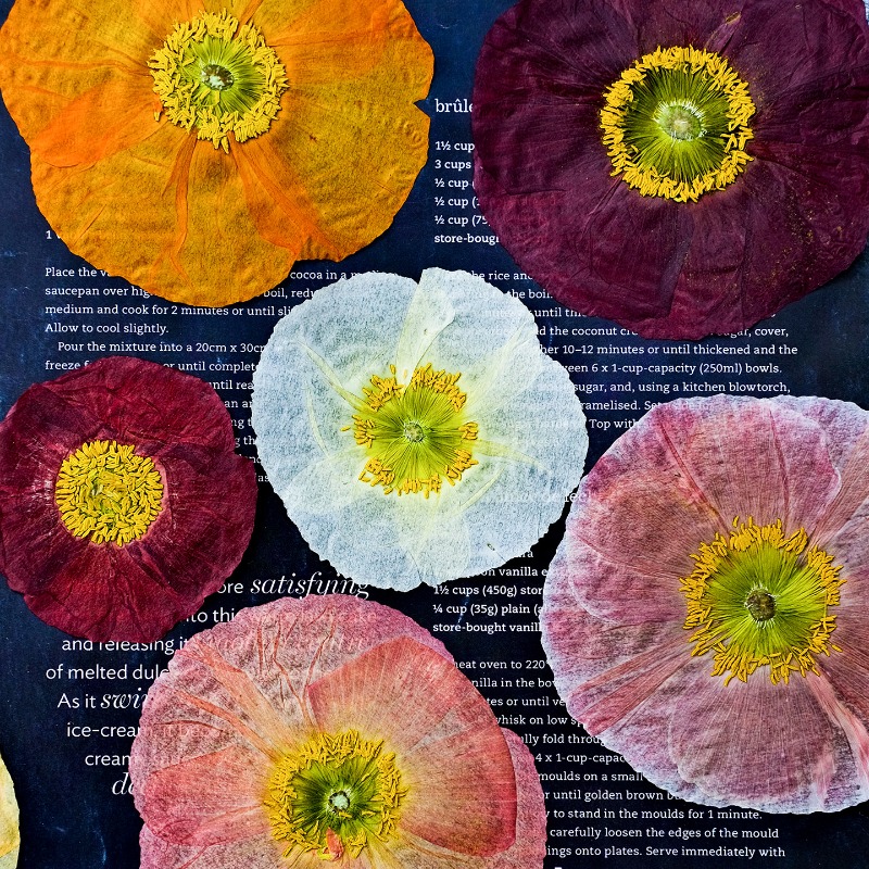 1pcs,Nature Field Poppy Presse - Resin Art Mold review and price