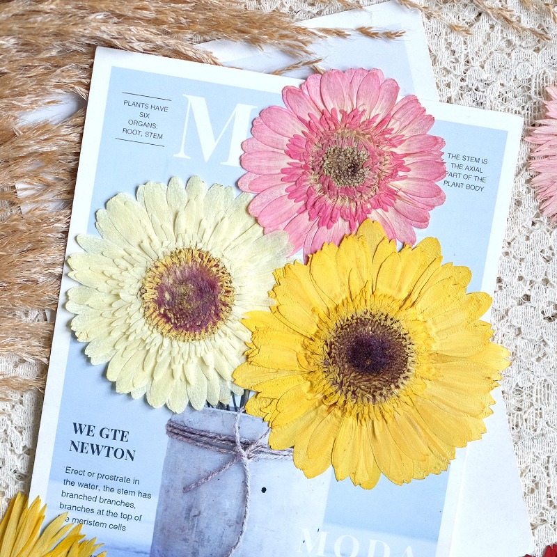 1pcs/7-9cm,Pressed Gerbera Dri - Resin Art Products review and price