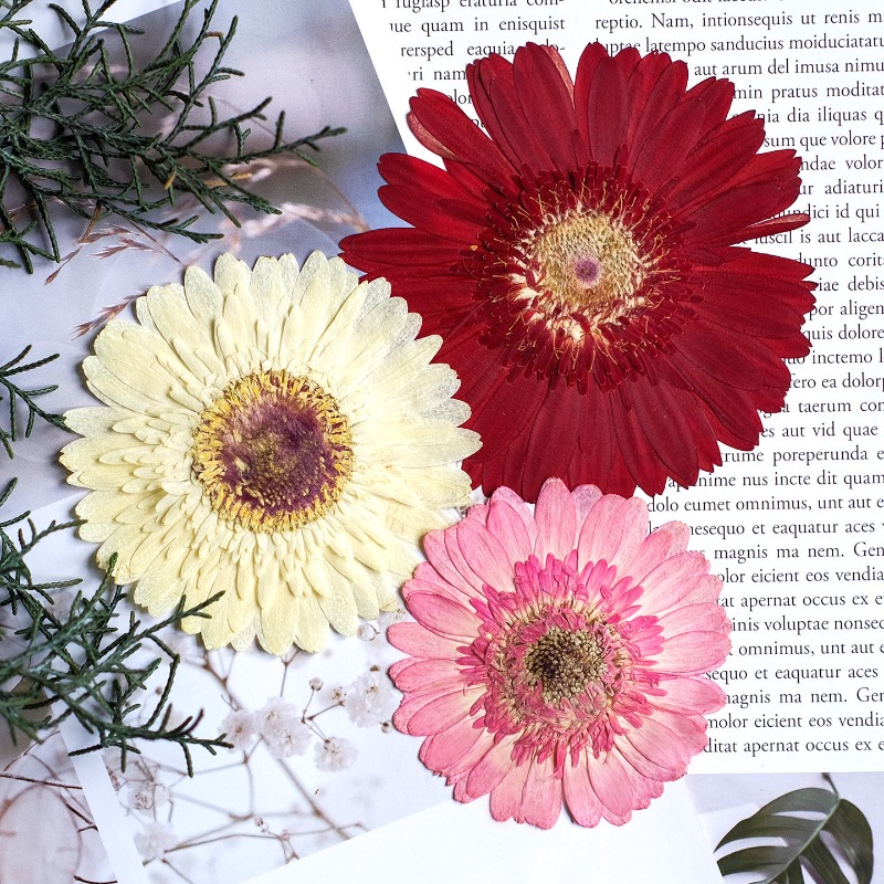 1pcs/7-9cm,Pressed Gerbera Dri - Resin Art Products review and price