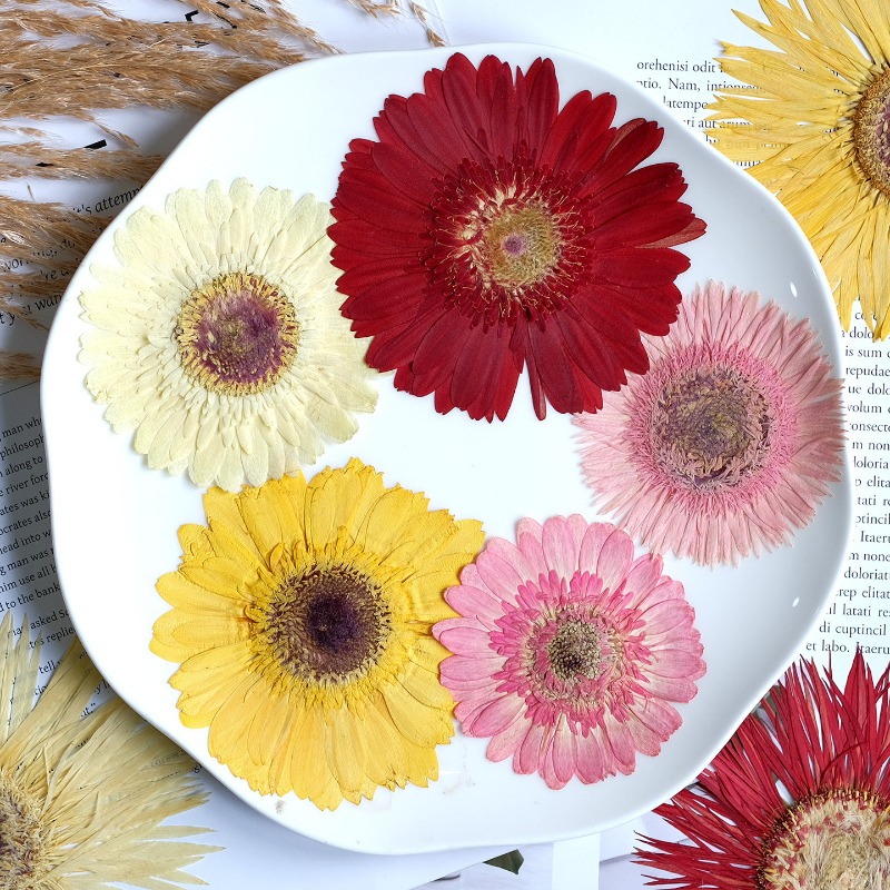 1pcs/7-9cm,Pressed Gerbera Dri - Resin Art Products review and price