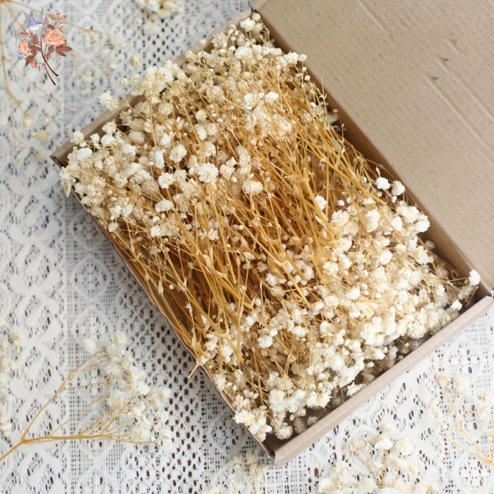 100pcs Mini Dried Baby's Breat - Resin Art Products review and price